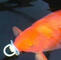this fish